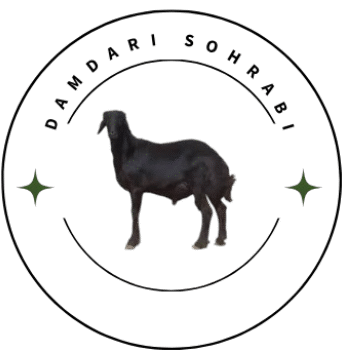 مزرعه گوسفند افشاری سهرابی